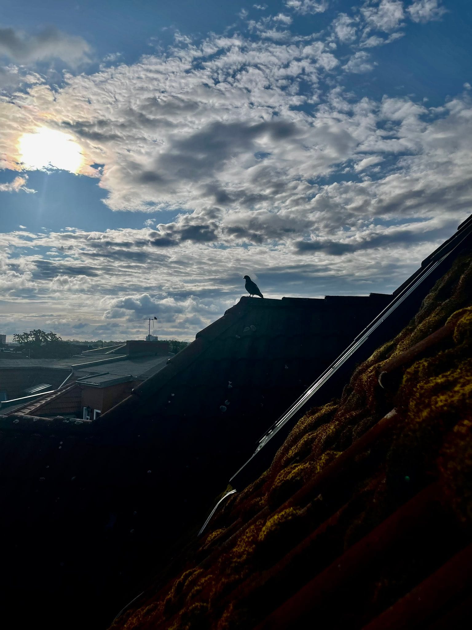Taube auf Dachgiebel, alte Wolken über der Geschichtsstadt. (C) Herr Montag.