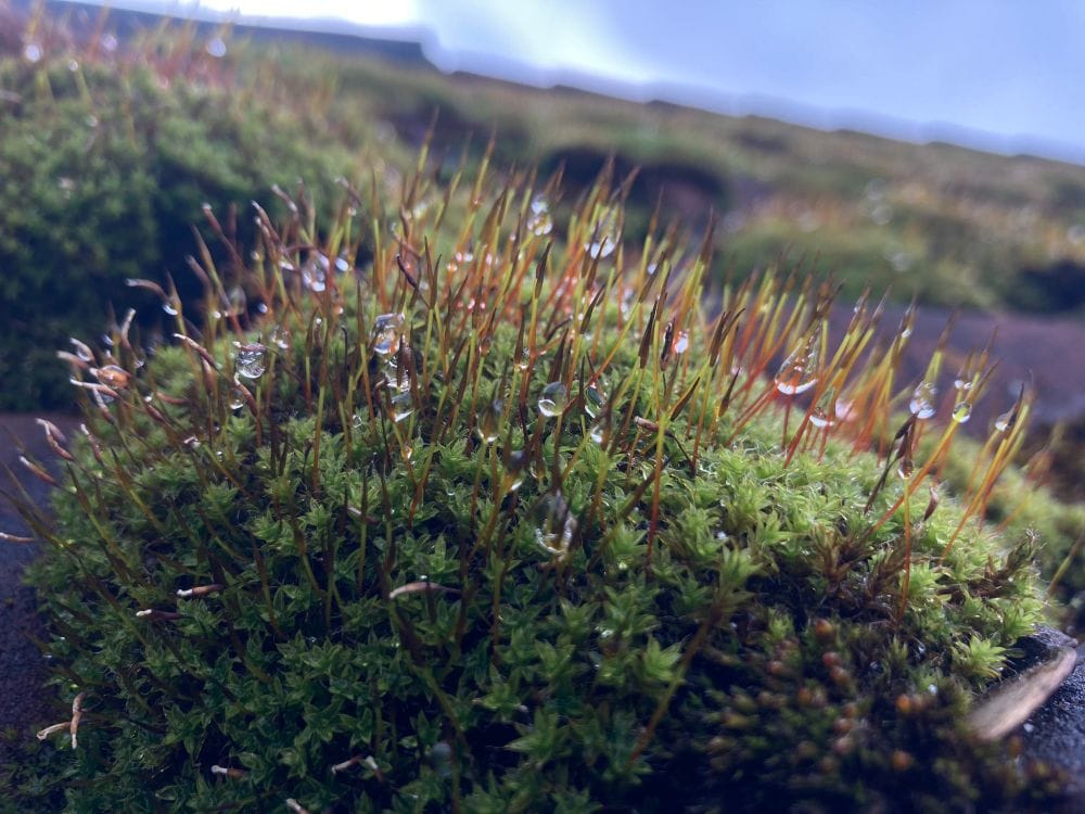 Moos auf einem Hausdach, man kann Wassertropfen erkennen. Es sieht aus wie ein kleiner, niedlicher Igel. (C) Herr Montag
